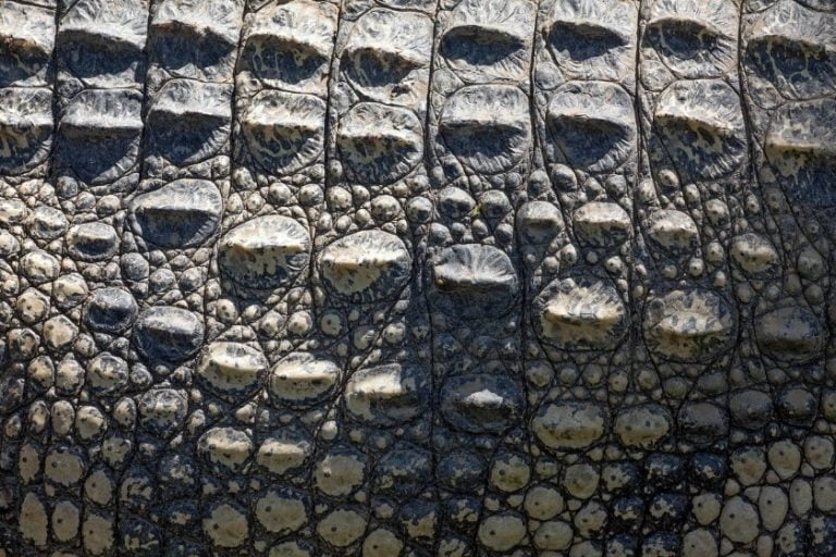 Do Crocodiles Shed Their Skin? [Answered]