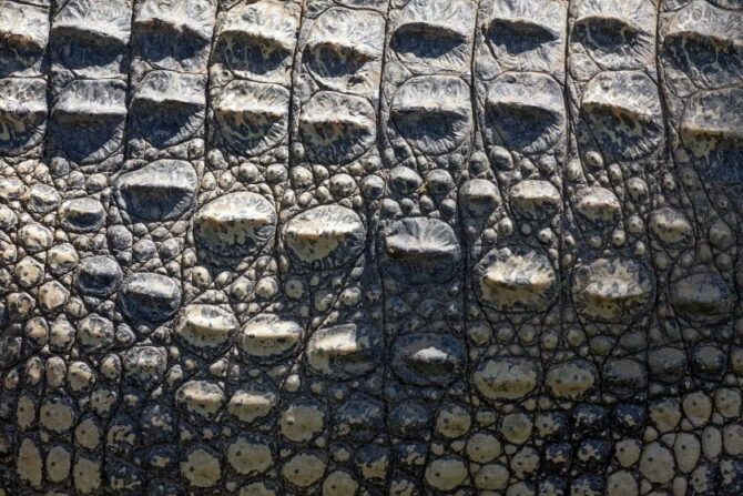 Close Up View of Crocodiles Skin