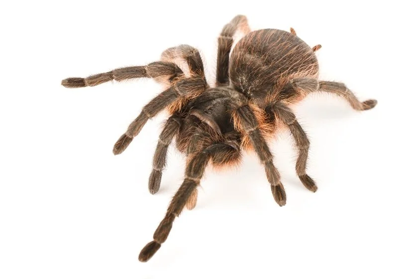 Close Up of Large Hairy Tarantula Isolated on White Background