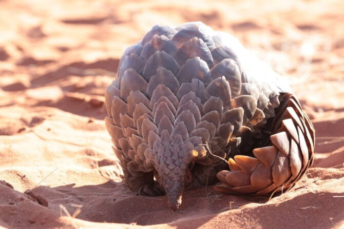 Close View of Pangolin Scales