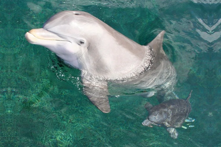 Close up Mother and Baby Dolphin in Water