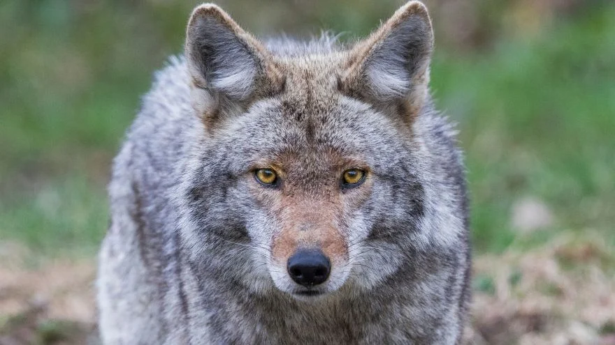 Coyotes: Facts, Characteristics, Behavior, Diet, More