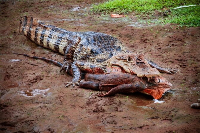 Crocodile Eating Iguana