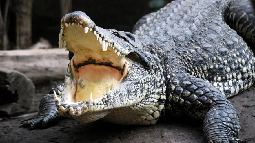 Do Crocodiles Have Tongues & Taste Buds [Answered]