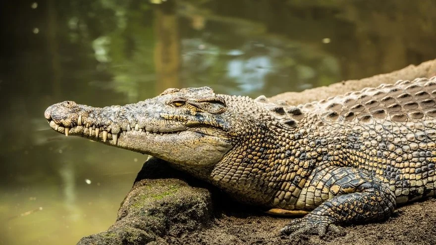 Do Crocodiles Shed Their Skin