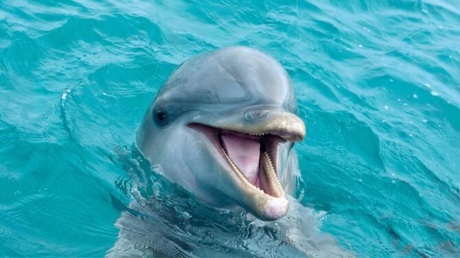 Do Dolphins Have Tongues? Facts About Dolphin Tongue