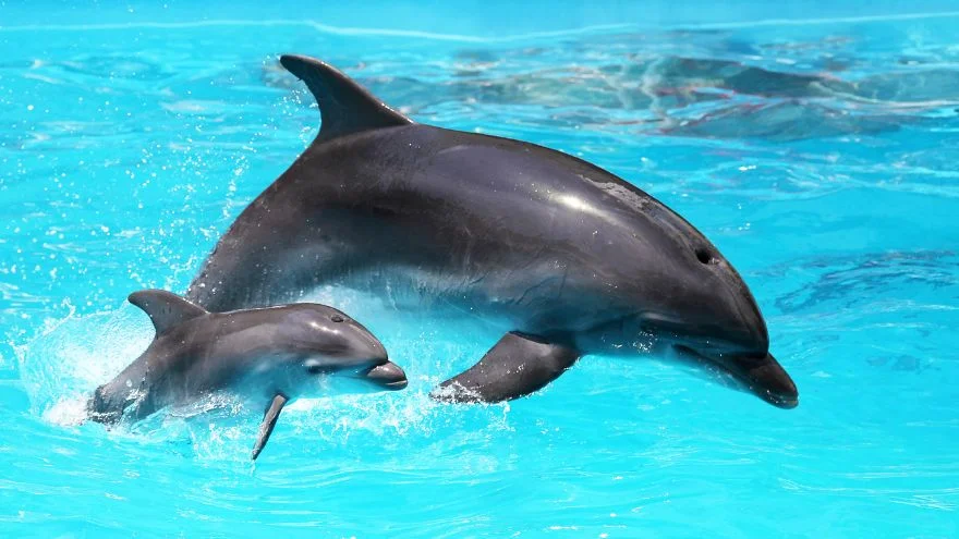 Do Dolphins Lay Eggs Or Give Birth To Their Young