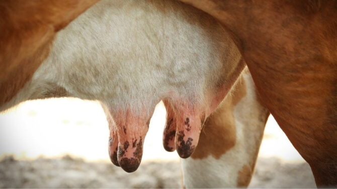 Do Male Cows Have Udders Interesting Facts