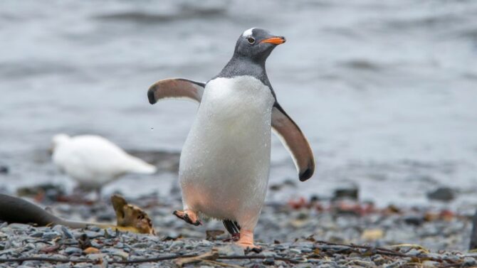 Do Penguins Have Knees (Facts About Penguin Legs, Knees, Ankles)