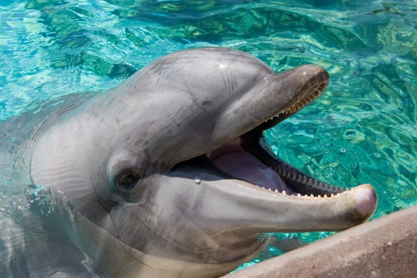 Dolphins Holds Head Out of Water Water with Mouth Open Showing Teeth and Tongue