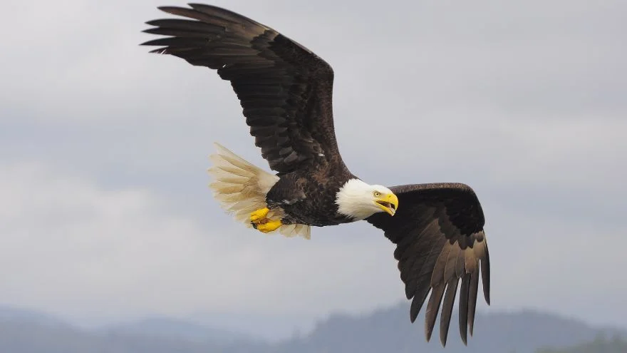 Eagles: Facts, Characteristics, Behavior, Diet, More