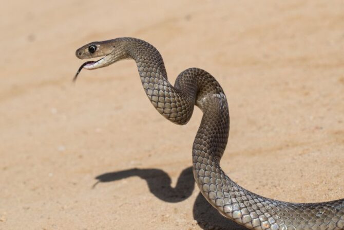 Eastern Brown Snake Striking
