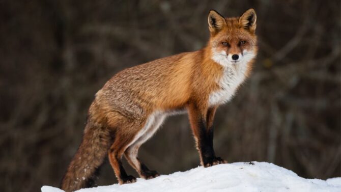 fox man