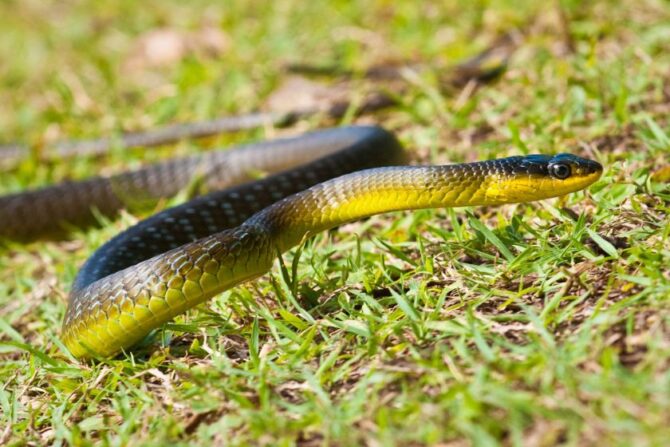 Green Tree Snake in Natural Habitat