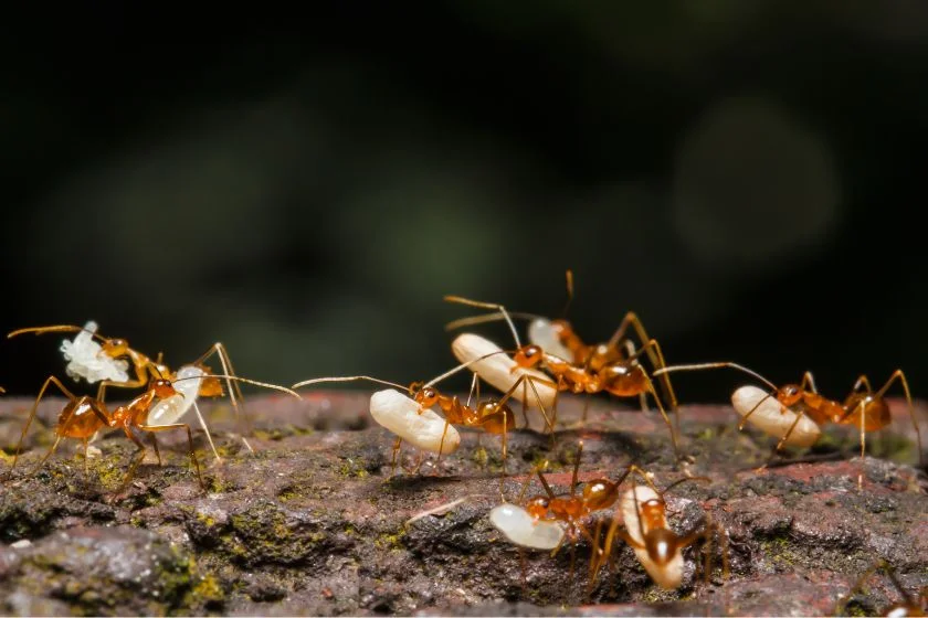 Group of Ants Carrying Eggs