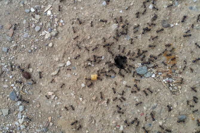 Group of Ants Working in their Natural Habitat with Visible Anthill