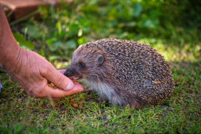Hedgehogs Eating from Owner's Hand