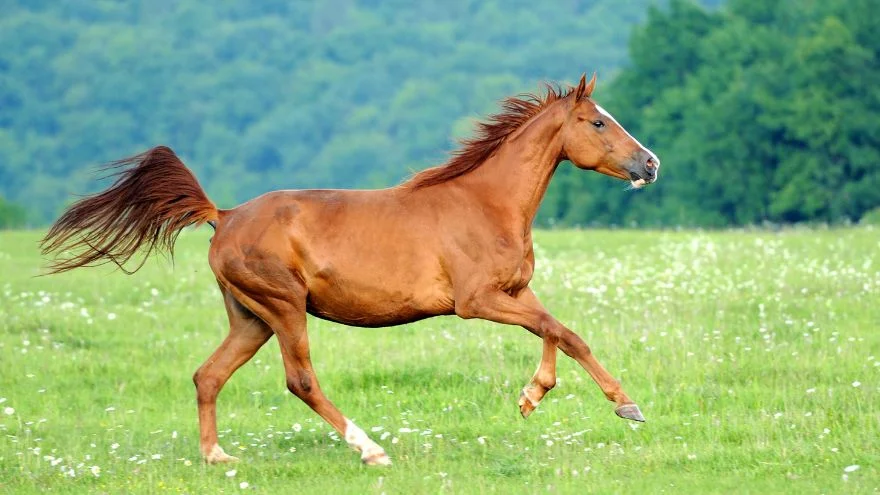 Horses Facts, Characteristics, Types, Behavior, Diet, More