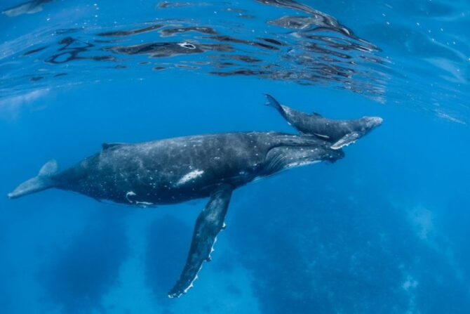 Humpback Whale Mother and Calf Swimming