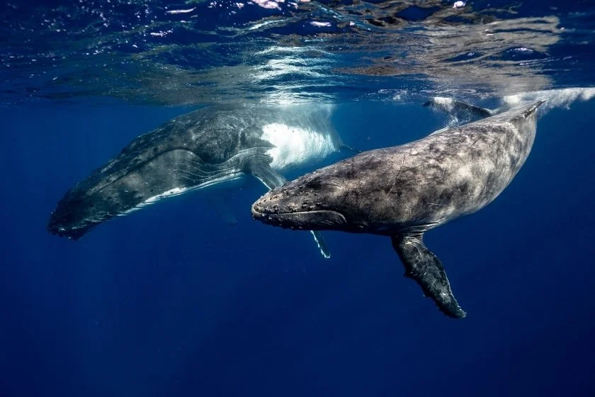 Humpback Whales Underwater