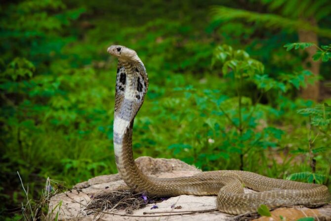 Indian Cobra Snake in Natural Habitat