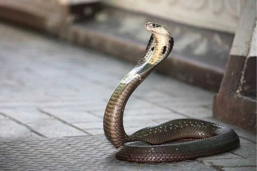 King Cobra Snake Periscoping
