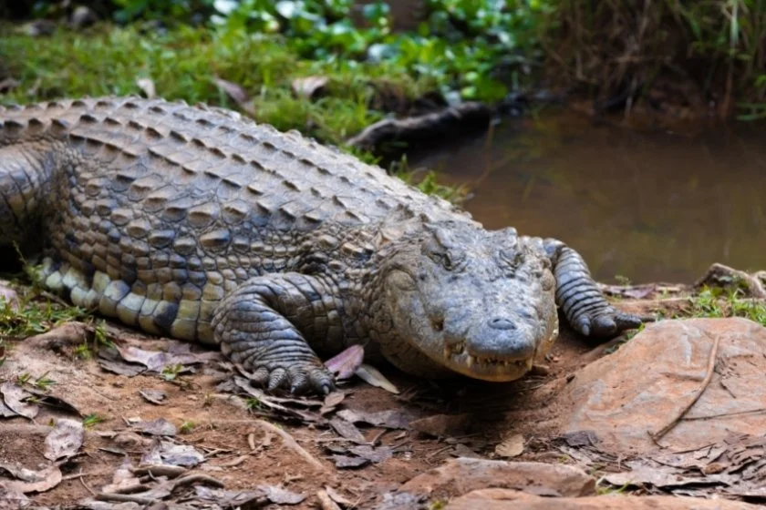 Large Madagascar Crocodile on River Bank