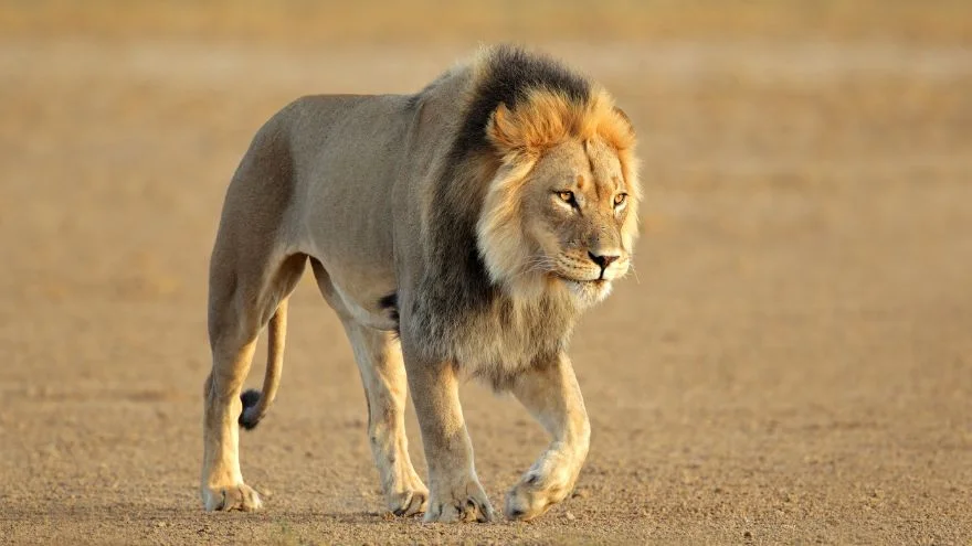 Lions Facts, Characteristics, Behavior, Diet, More