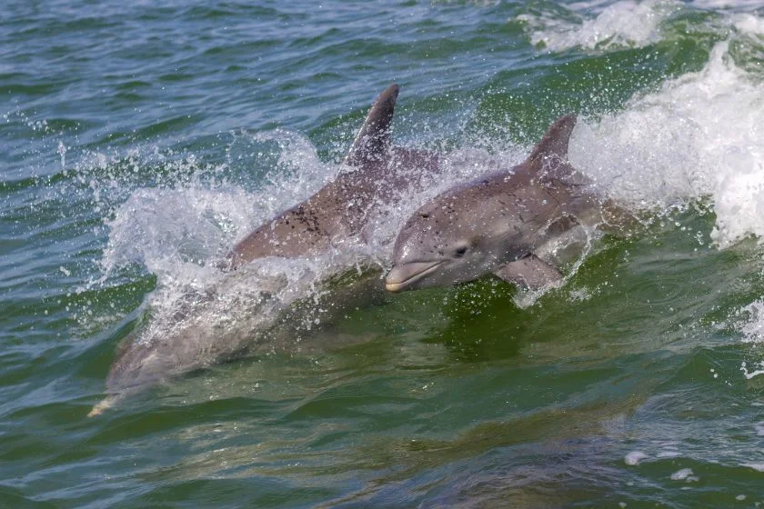 Little Dolphin Baby Jumping and Spraying Water With Her Mother