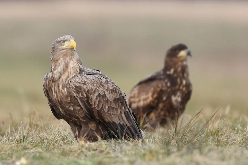 Male and Female Eagles Standing on Ground