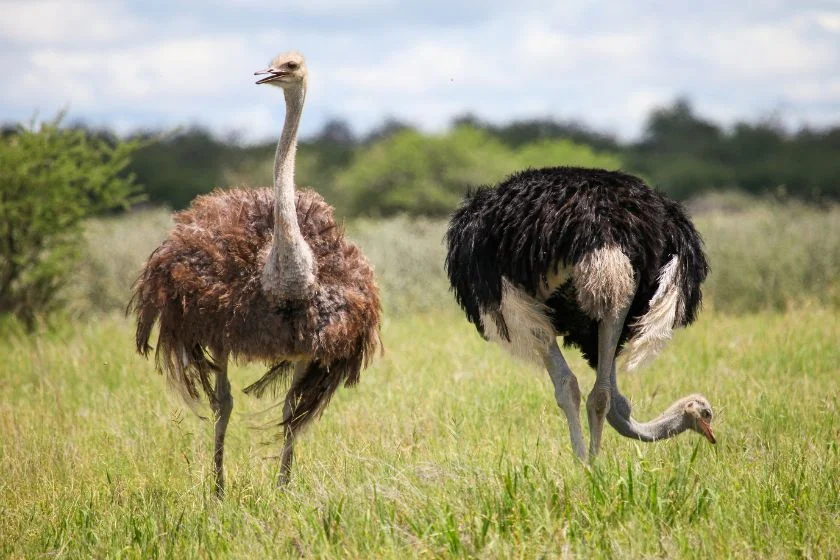Male and Female Ostrich in a Southern African Grassland