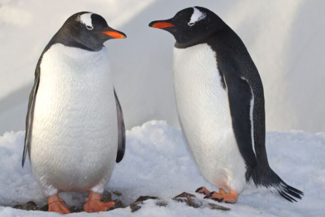 Male and Female Penguin Gentoo Near Nest