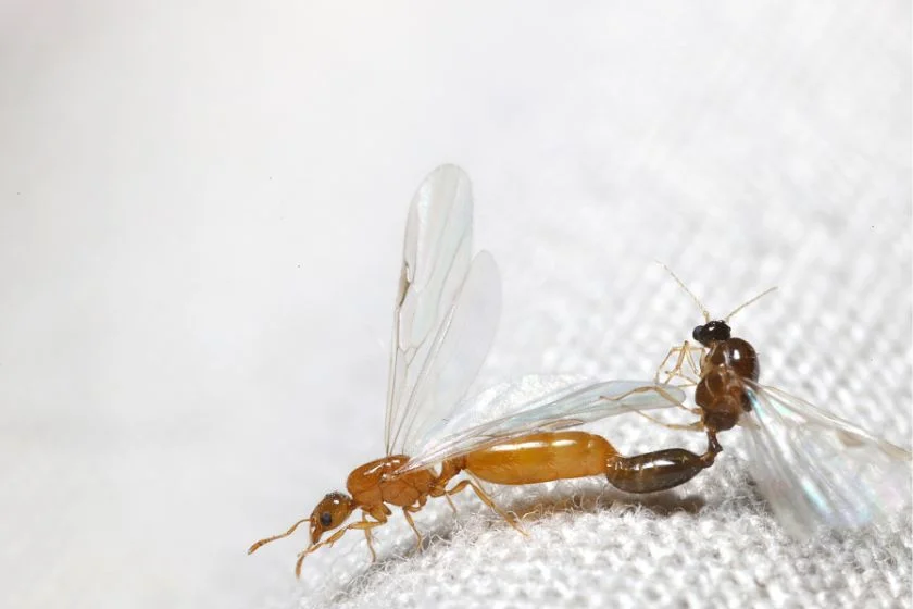 Mating Winged Ants