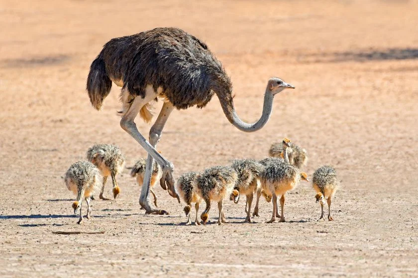 Ostrich with Young Chicks