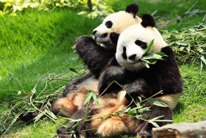 Pandas Eating Bamboo Branch