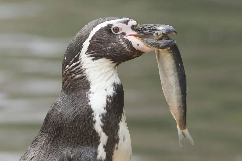 Penguin Eating a Large Fish