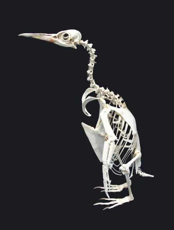 Full Penguin Skeleton Showing Tail, Hips, Legs, Knees, Ankles, and more.