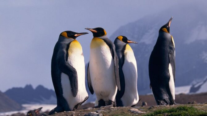 Penguins: Facts, Characteristics, Behavior, Diet, More