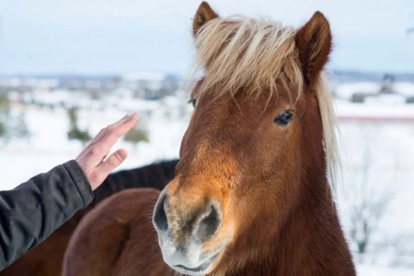 Person Reaching Out to Pet a Horse