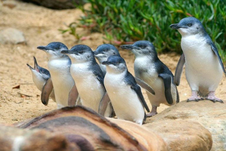 Penguins: Facts, Characteristics, Behavior, Diet, More
