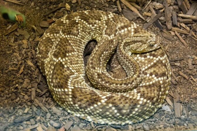 South American Rattlesnake (Crotalus durissus terrificus)