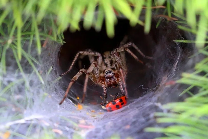 Tarantula Spider Hunts and Eats a Prey