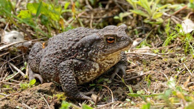 Toads Facts, Characteristics, Types, Behavior, Diet, More