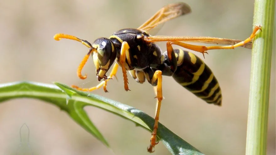 Wasps Facts, Characteristics, Behavior, Diet, More
