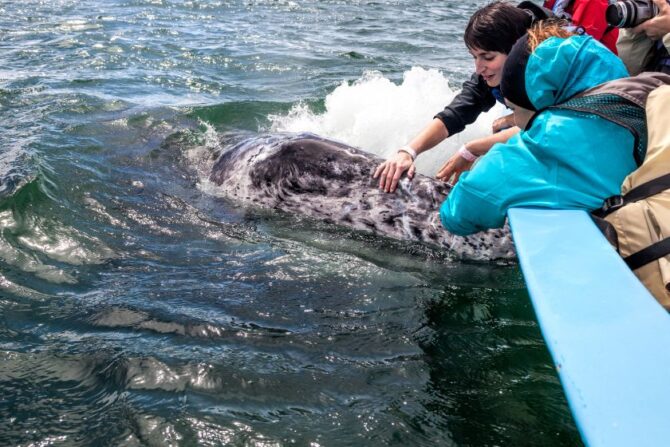 Whale Watching Tourists on Boat Touching Gray Whale in Water