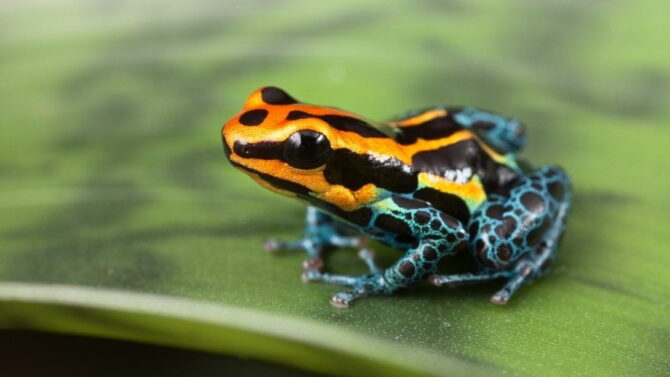 What Do Poison Dart Frogs Eat? (Diet & Feeding Facts)