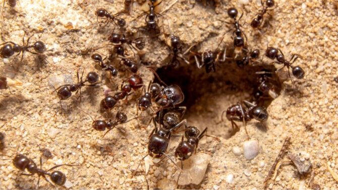 What Is A Group Of Ants Called (List of Collective Noun for Ants) (1)