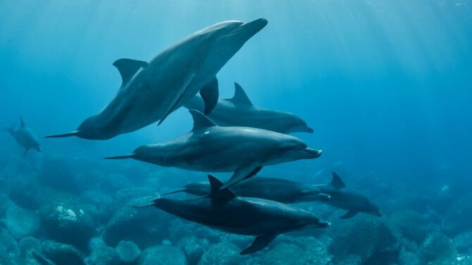 What Is A Group Of Dolphins Called (Collective Nouns For Dolphins)