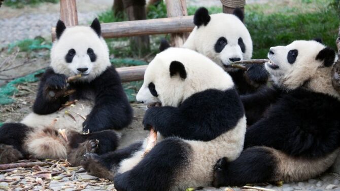 What Is A Group Of Pandas Called Collective Noun List