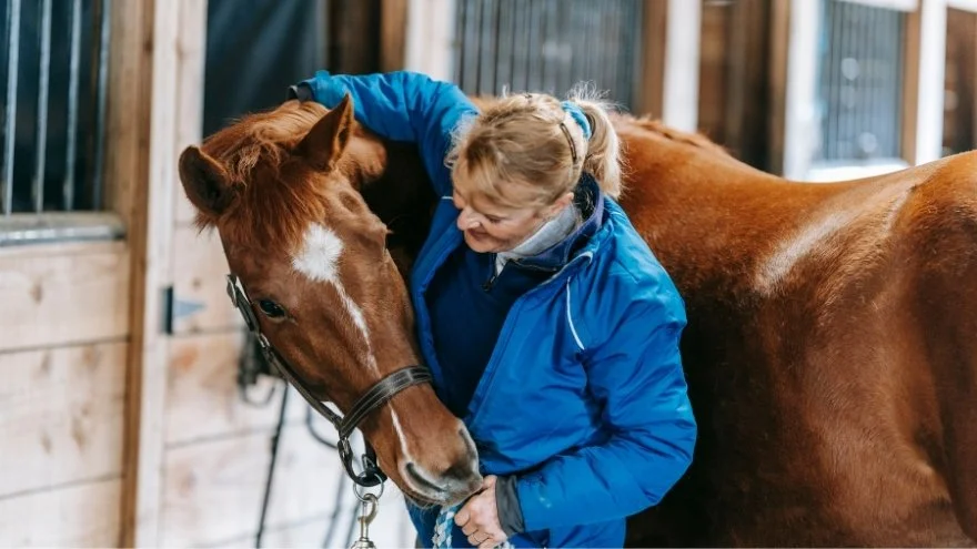 Why Are Horses Good Pets (10 Reasons You Should Know)